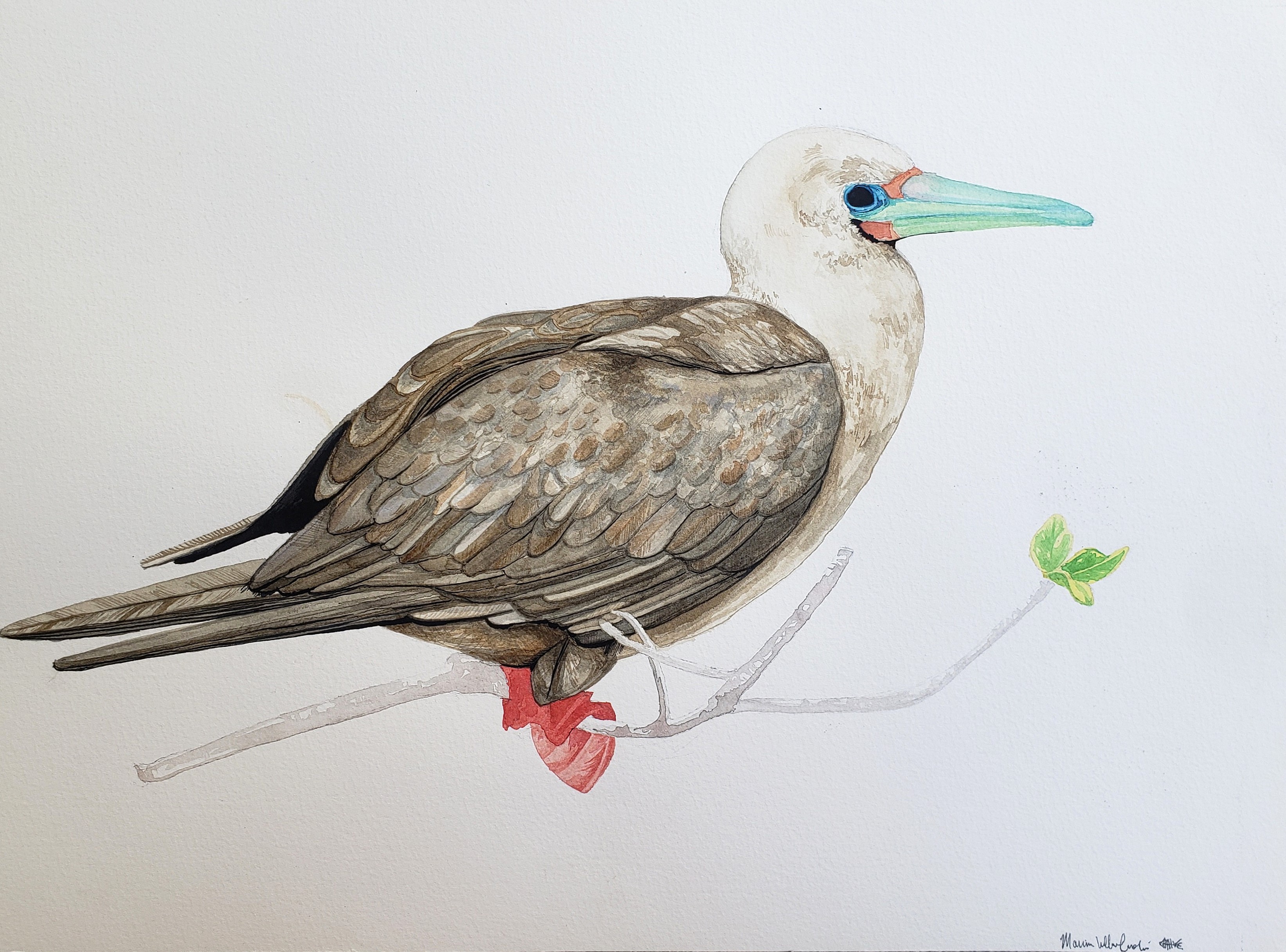 red footed booby standing on a branch in watercolor